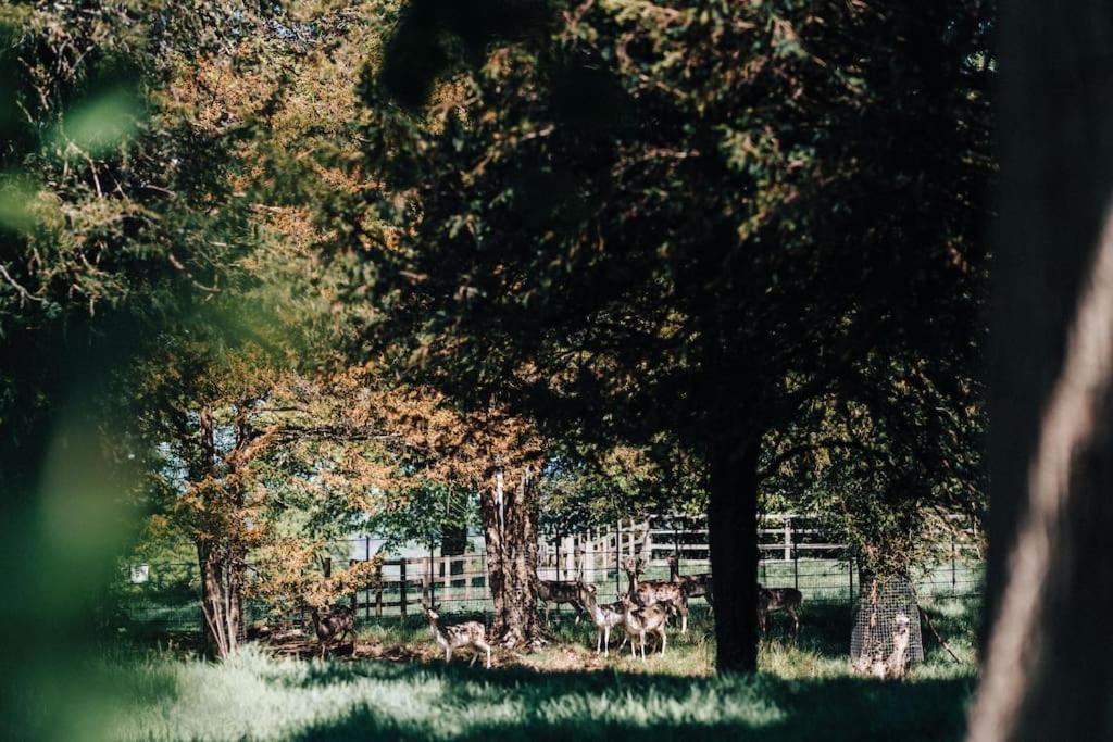 The Dower House At Parnham Park Villa Beaminster Luaran gambar